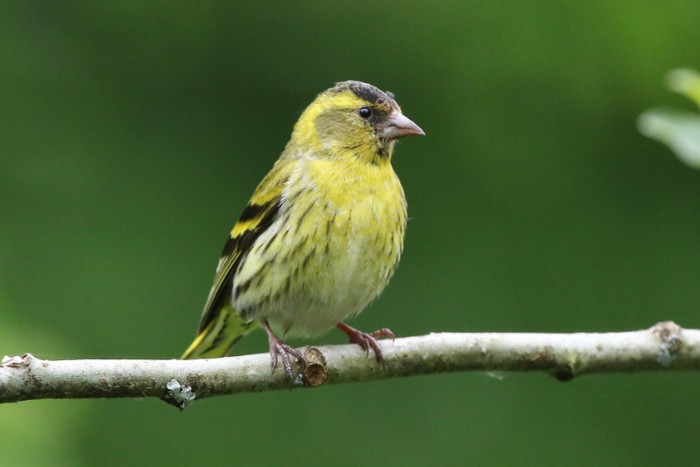 Siskin