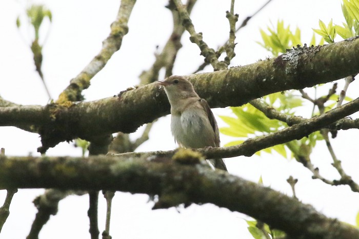 Garden Warbler