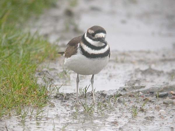 Killdeer