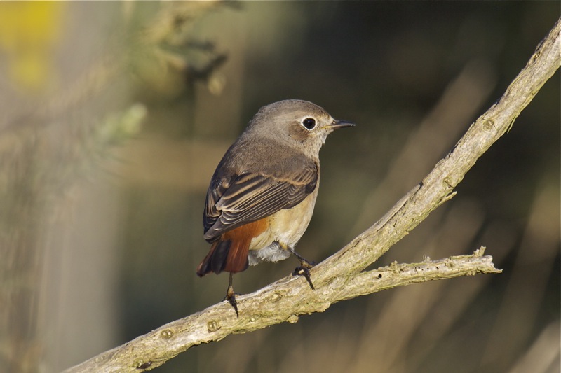 Redstart