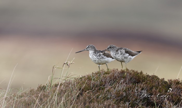 Greenshank
