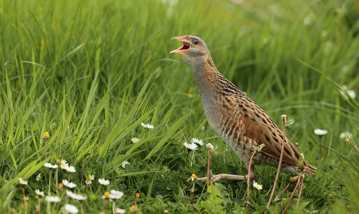 Corncrake