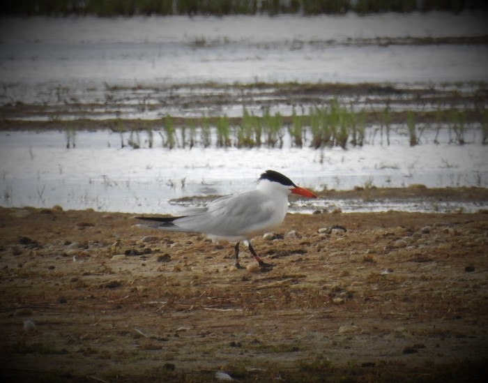 Caspian Tern