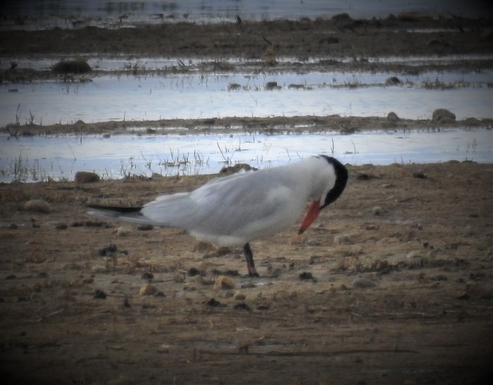Caspian Tern