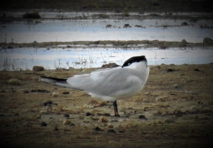 Caspian Tern