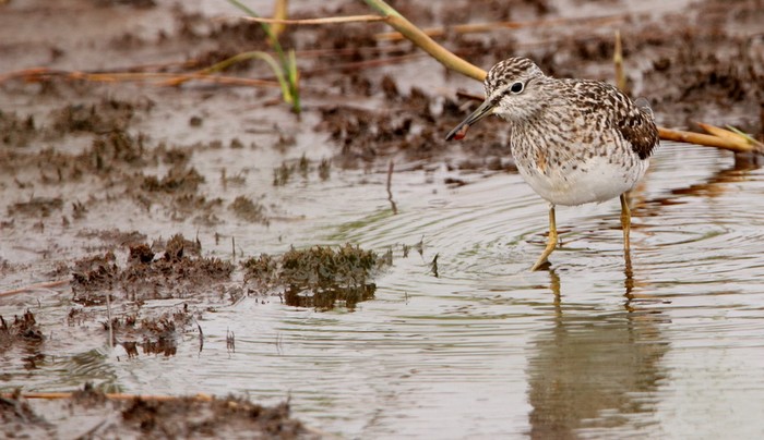 Wood Sandpiper