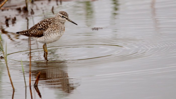 Wood Sandpiper