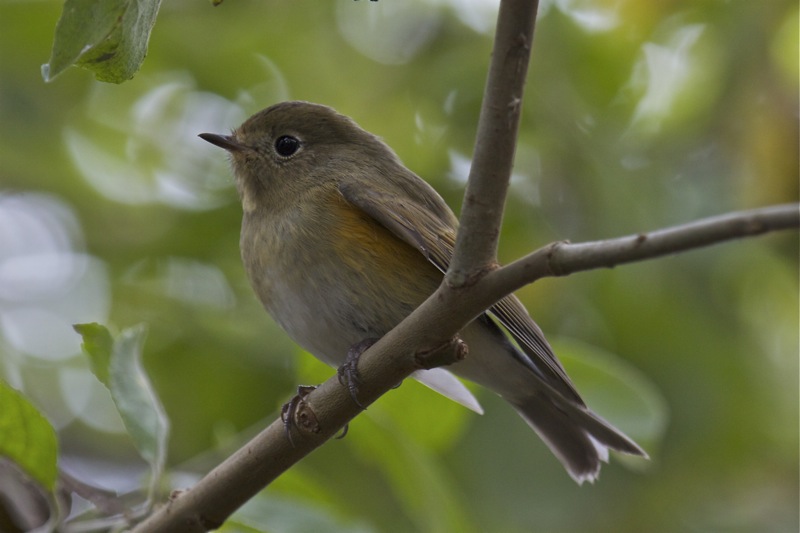 Red-flanked Bluetail