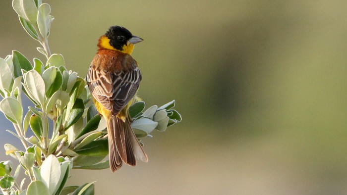 Black-headed Bunting