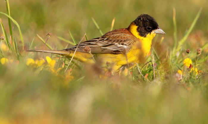 Black-headed Bunting