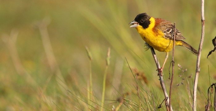 Black-headed Bunting