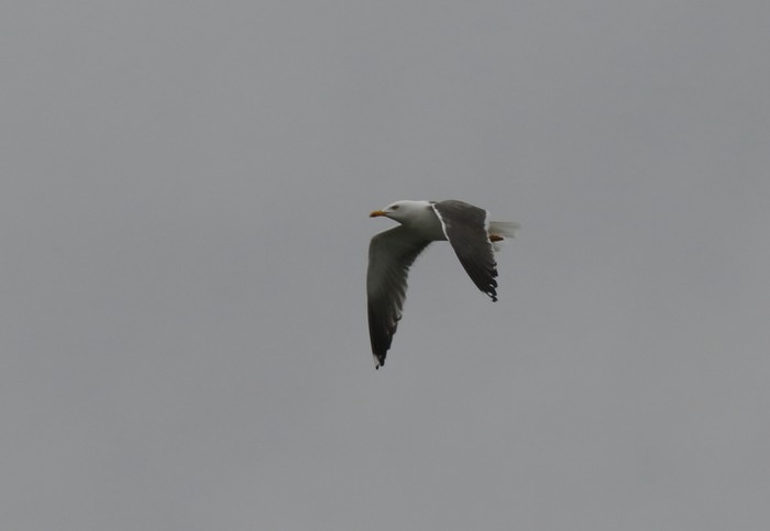 Lesser Black-backed Gull