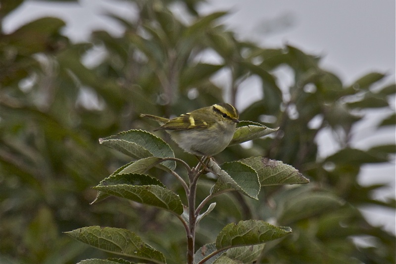 Pallas's Warbler