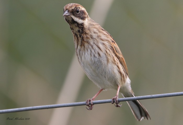 Reed Bunting