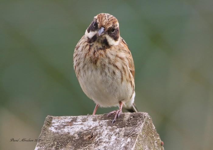 Reed Bunting