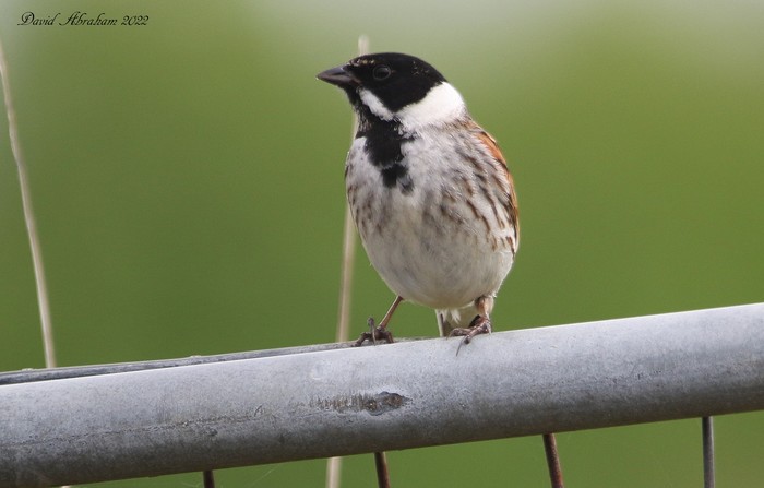 Reed Bunting 