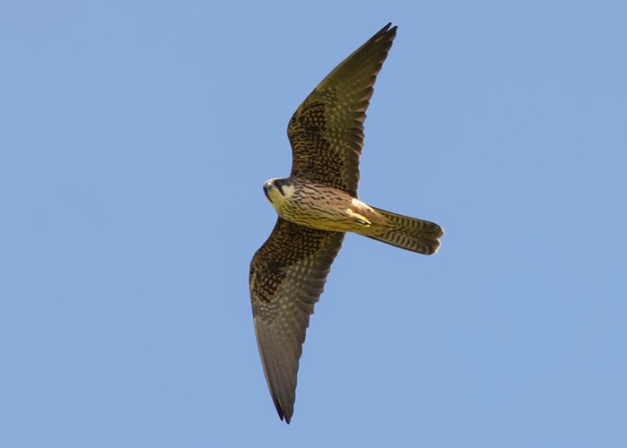 Eleonora's Falcon