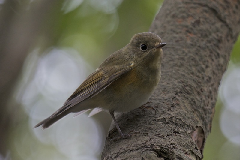 Red-flanked Bluetail