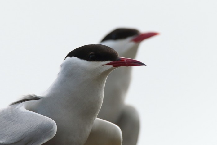 Arctic Tern