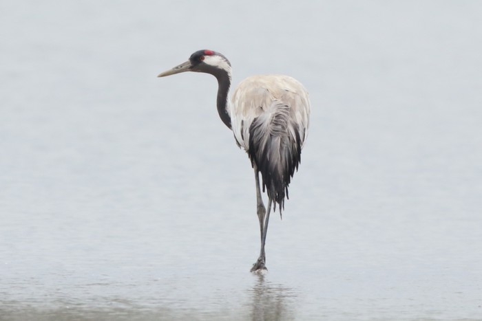 Common Crane