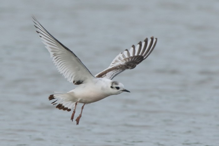 Little Gull