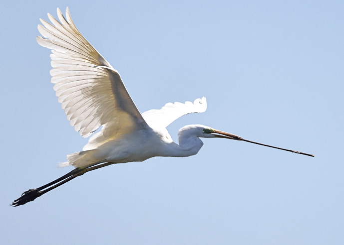 Great White Egret