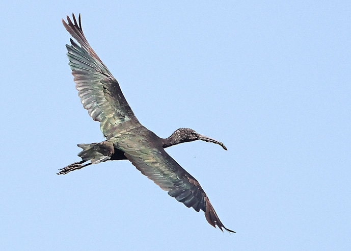Glossy Ibis