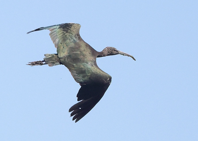 Glossy Ibis