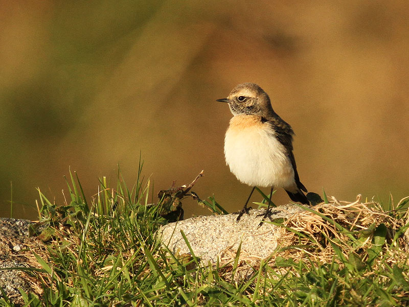 Pied Wheatear