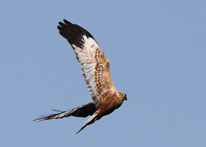 Marsh Harrier
