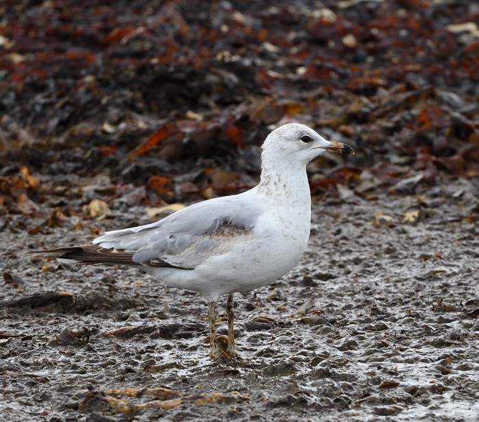 Ring-billed Gull