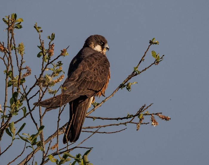 Eleonora's Falcon