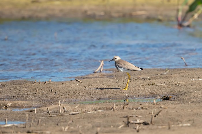 White-tailed Lapwing