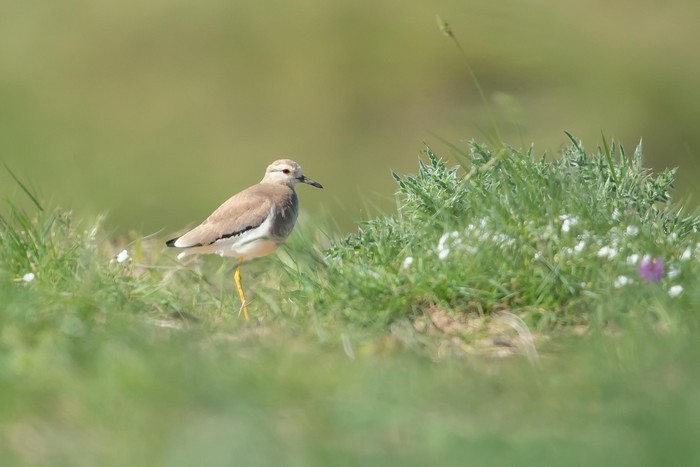 White-tailed Lapwing