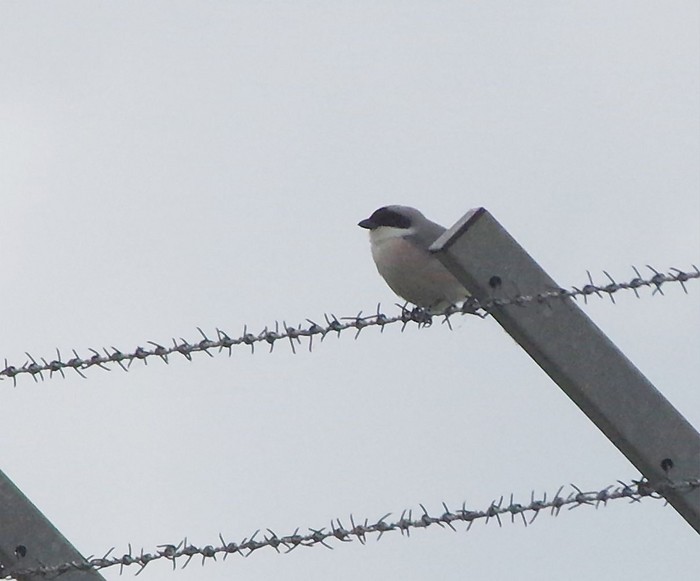 Lesser Grey Shrike