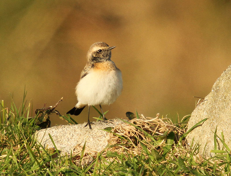 Pied Wheatear