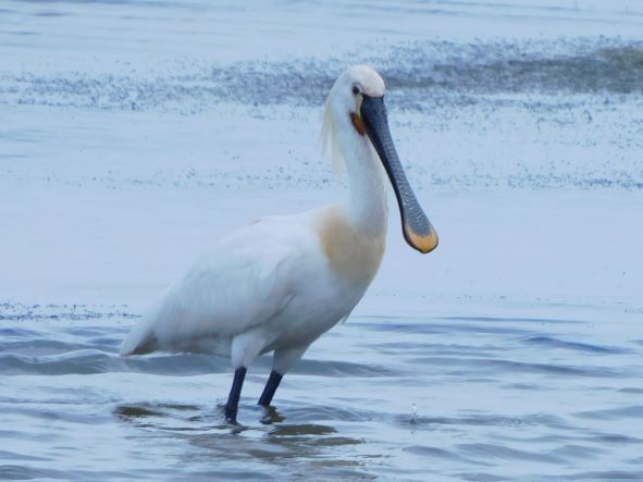 Spoonbill