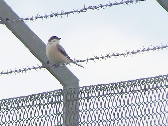 Lesser Grey Shrike