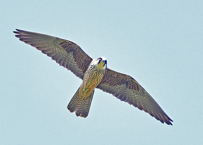 Eleonora's Falcon