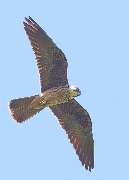 Eleonora's Falcon