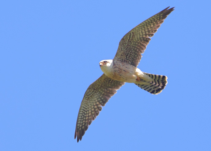 Red-footed Falcon