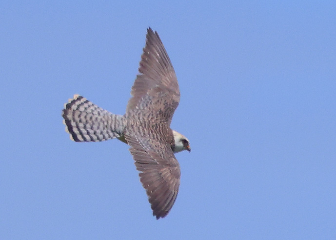 Red-footed Falcon