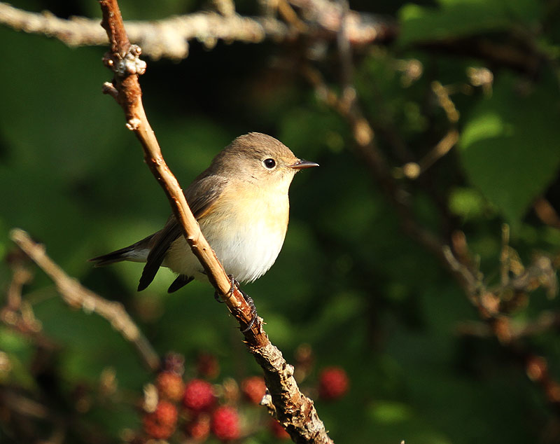 Red-breasted Flycatcher