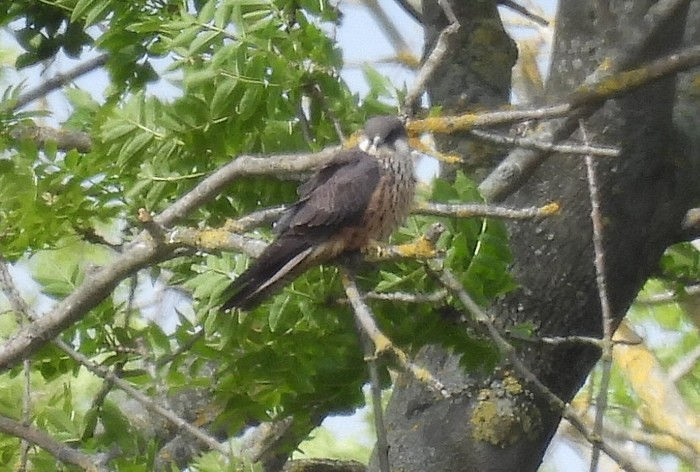 Eleonora's Falcon