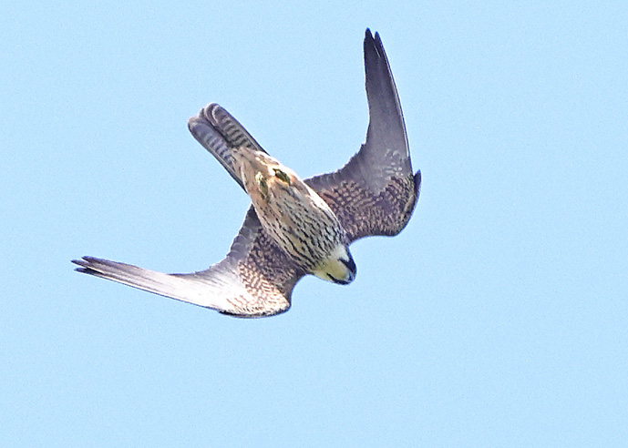 Eleonora's Falcon