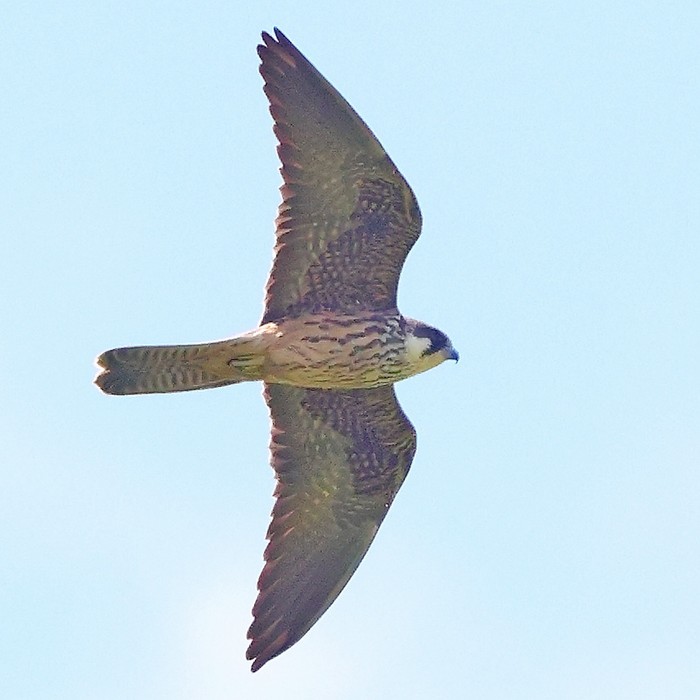 Eleonora's Falcon