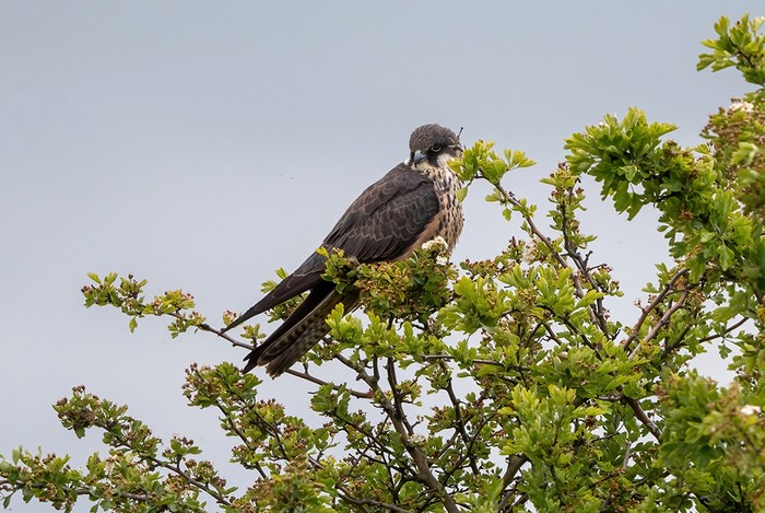 Eleonora's Falcon