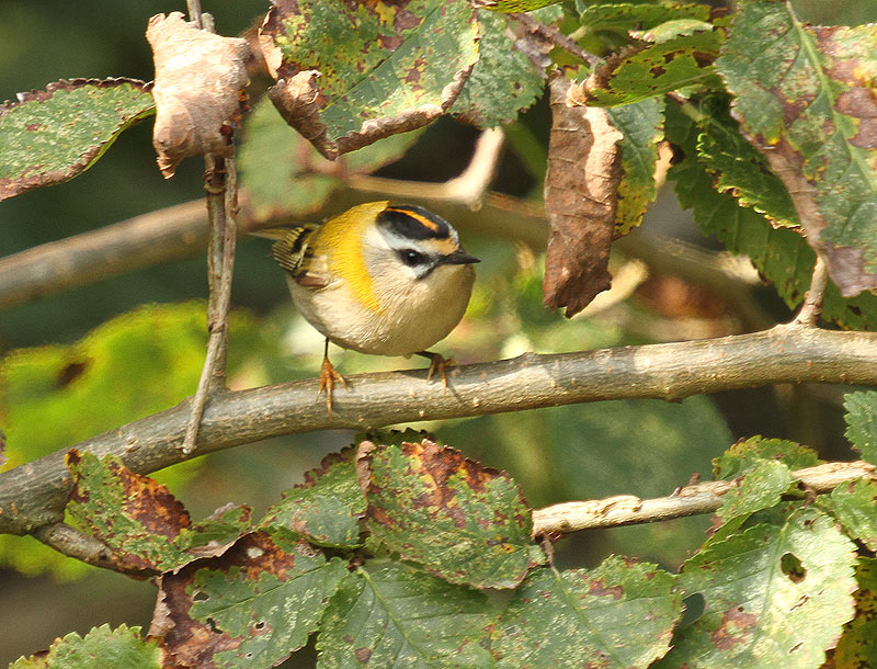Firecrest