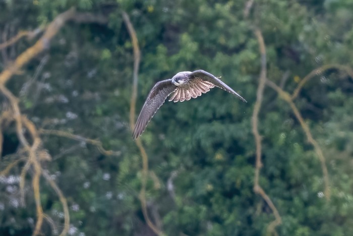 Eleonora's Falcon