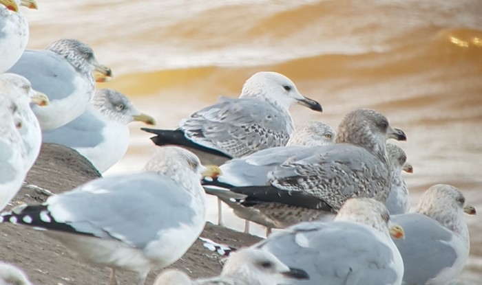 Caspian Gull